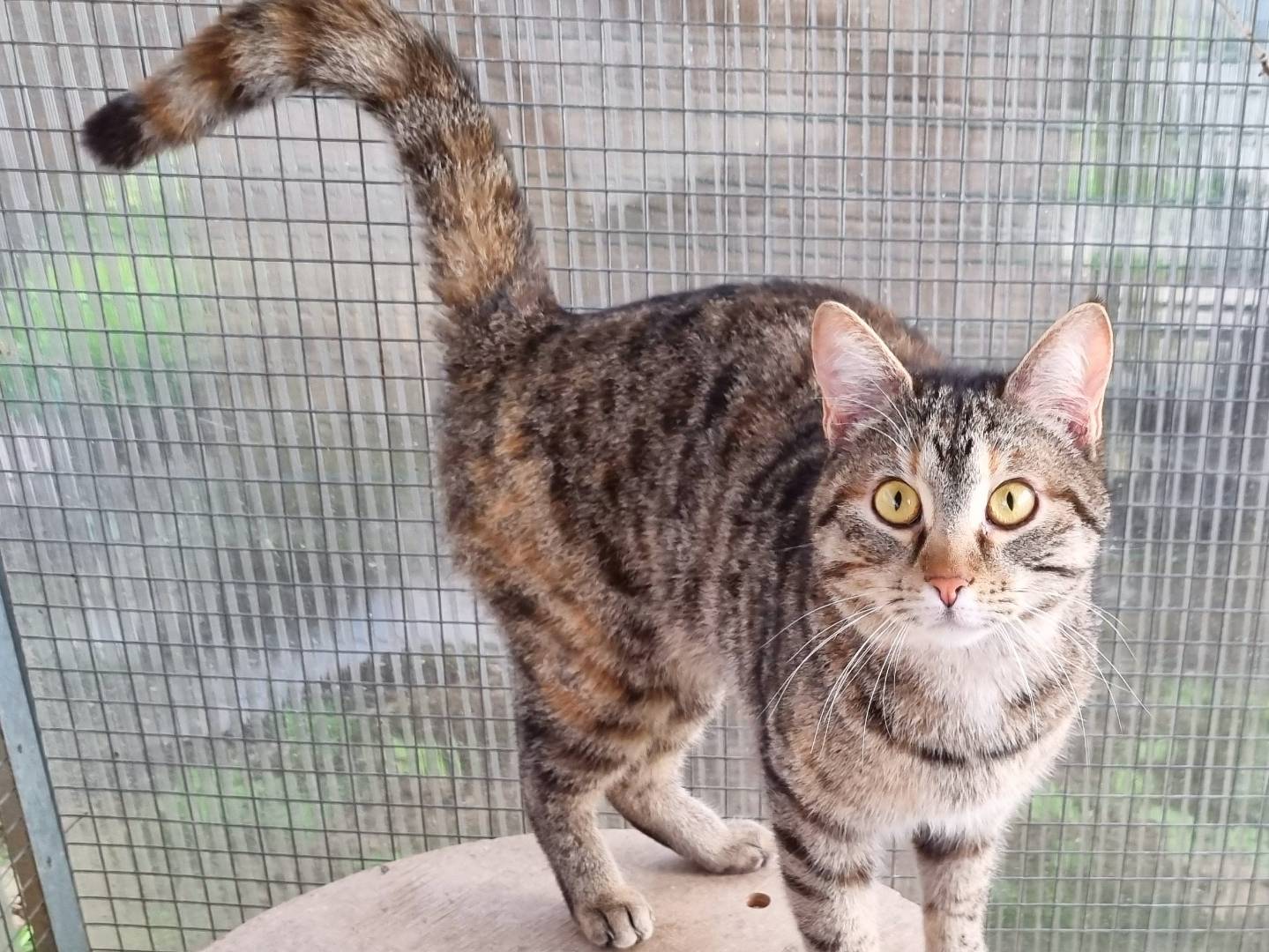 Adotta un gatto, maschio, 2 anni  e 2 mesi , Cremona