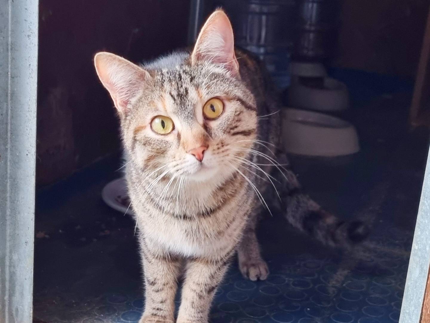 Adotta un gatto, taglia non valida, maschio, Cremona