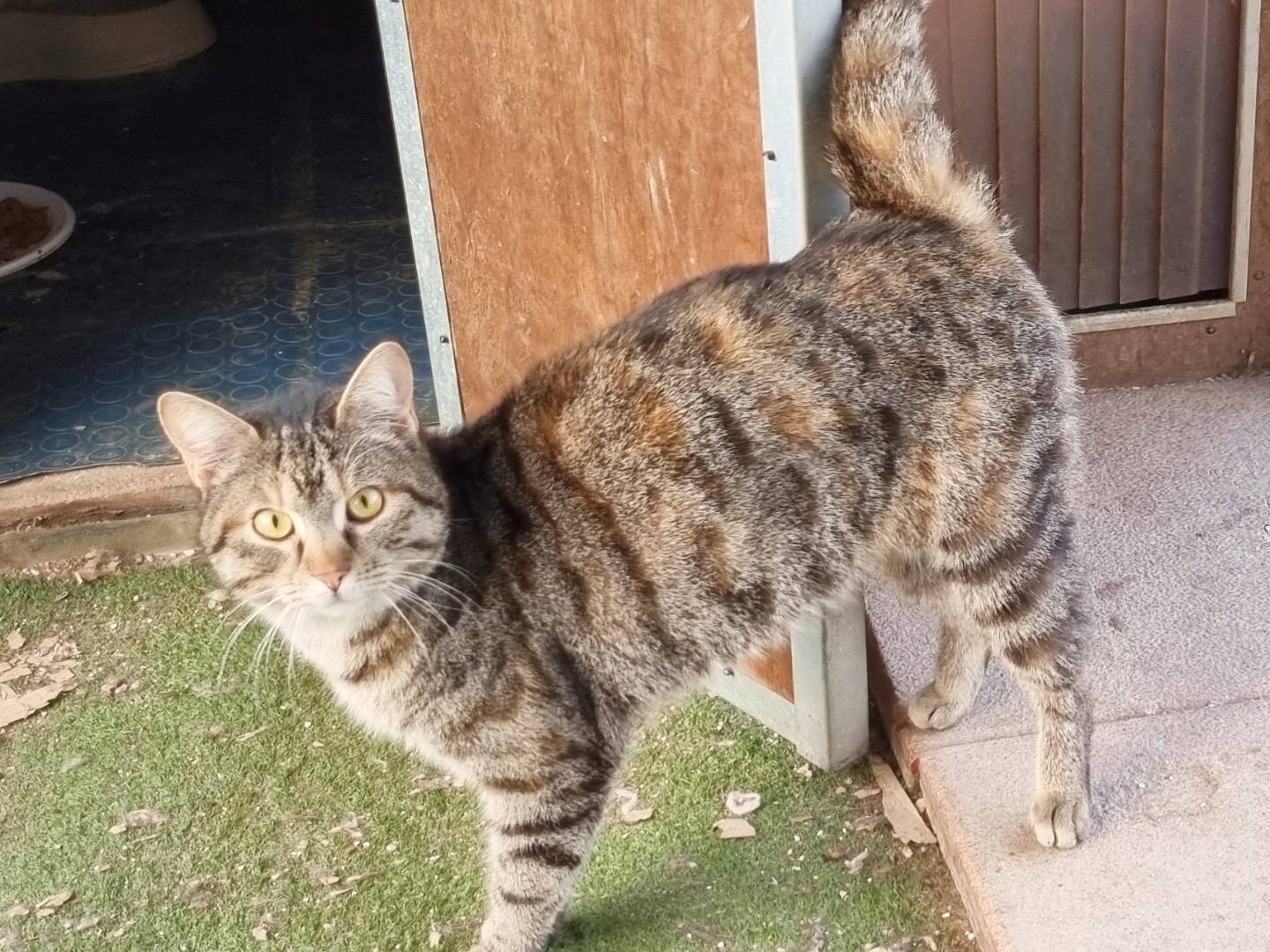 Vuoi adottare un gatto a Cremona?