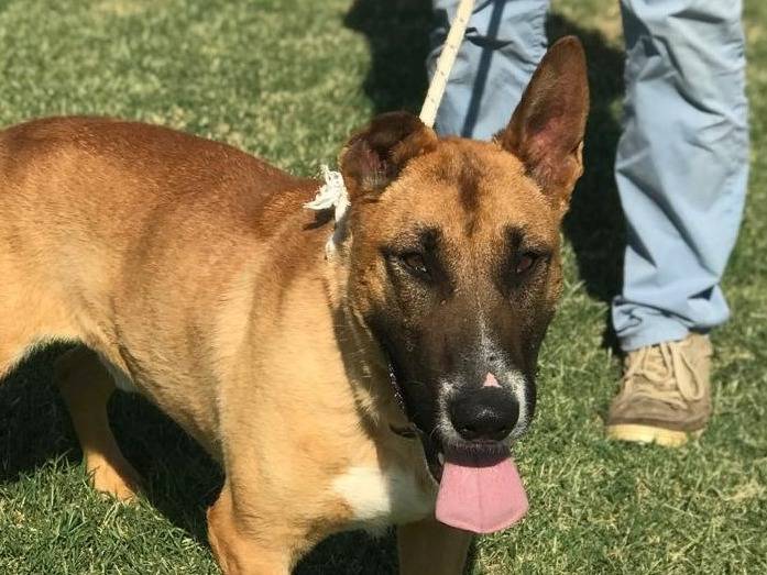 Adozione cane, maschio, Pastore Belga Malinois, 6 anni  e 4 mesi , taglia media, Latina