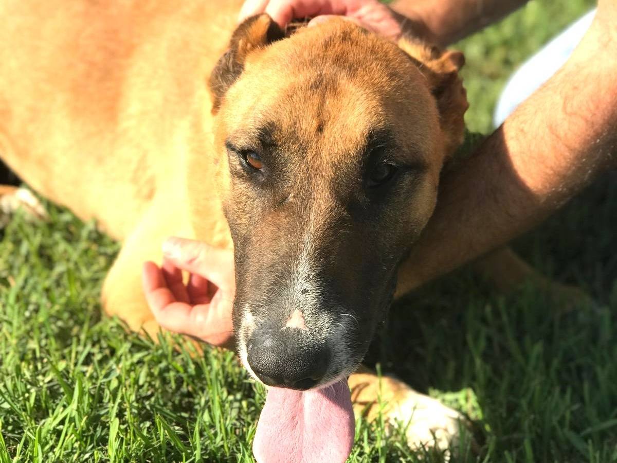 Adotta un cane, maschio, 6 anni  e 4 mesi , Latina