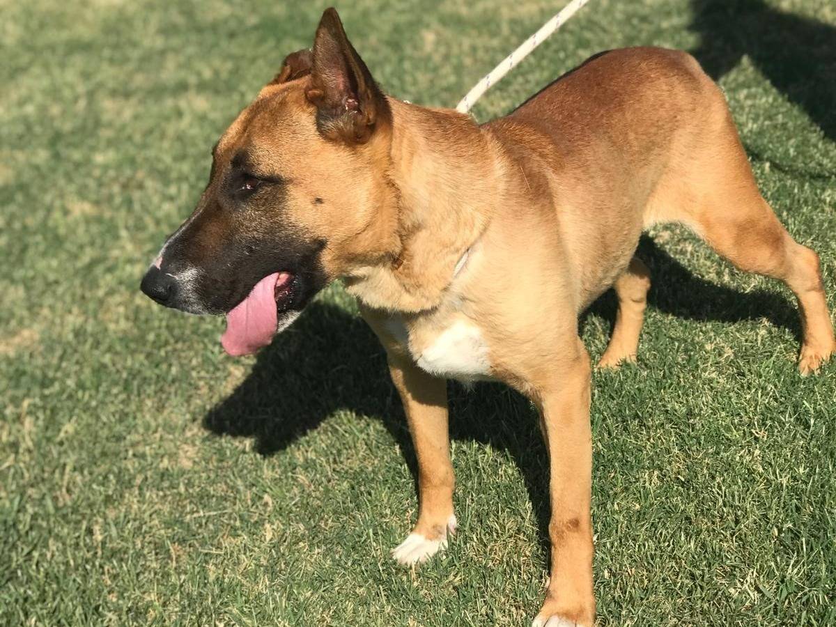 Adotta un cane, taglia media, maschio, Latina