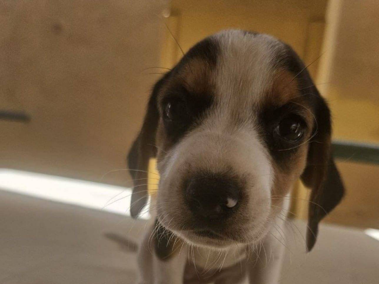 Adozione cane, femmina, meticcio, 1 anno e 5 mesi, taglia media contenuta, Crotone