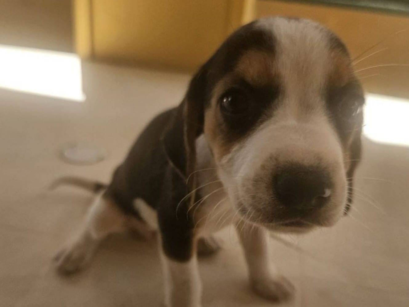 Adotta un cane, femmina, 1 anno e 5 mesi, Crotone