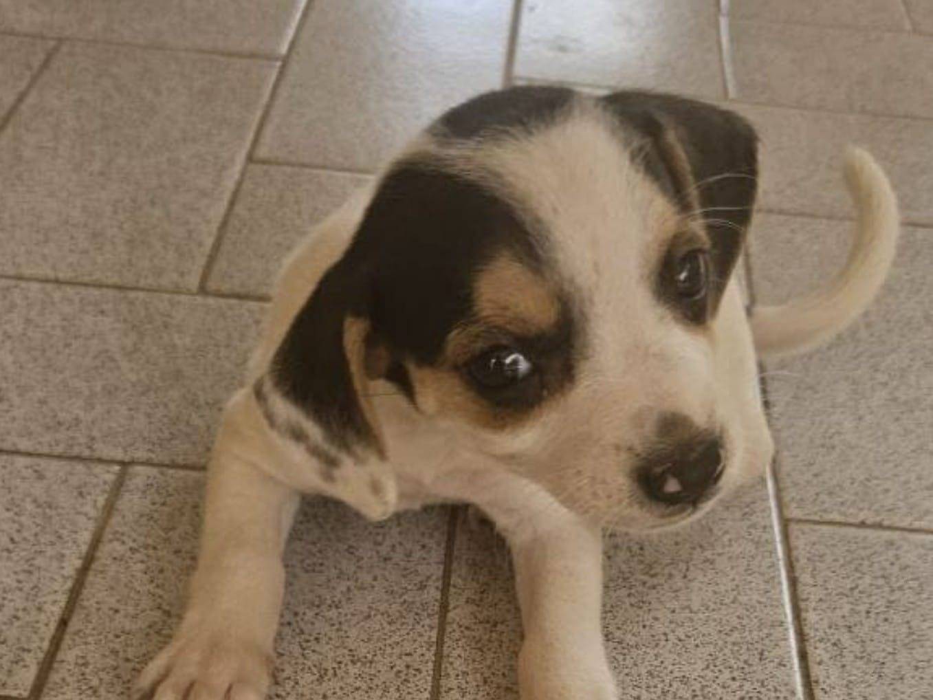 Adozione cane, femmina, meticcio, 1 anno e 5 mesi, taglia piccola, Crotone