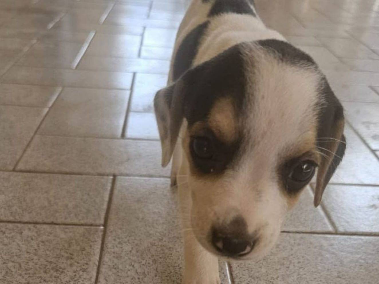 Adotta un cane, femmina, 1 anno e 5 mesi, Crotone