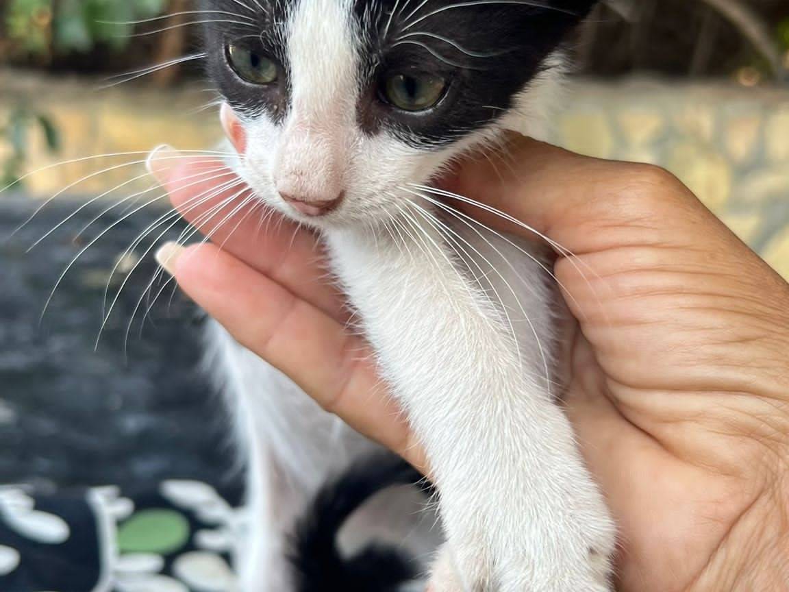 Adotta un gatto, maschio, 4 mesi, Siracusa