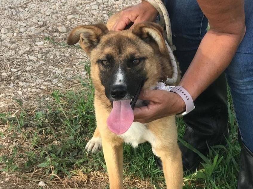 Adozione cane, maschio, Pastore tedesco, 2 anni , taglia media contenuta, Latina