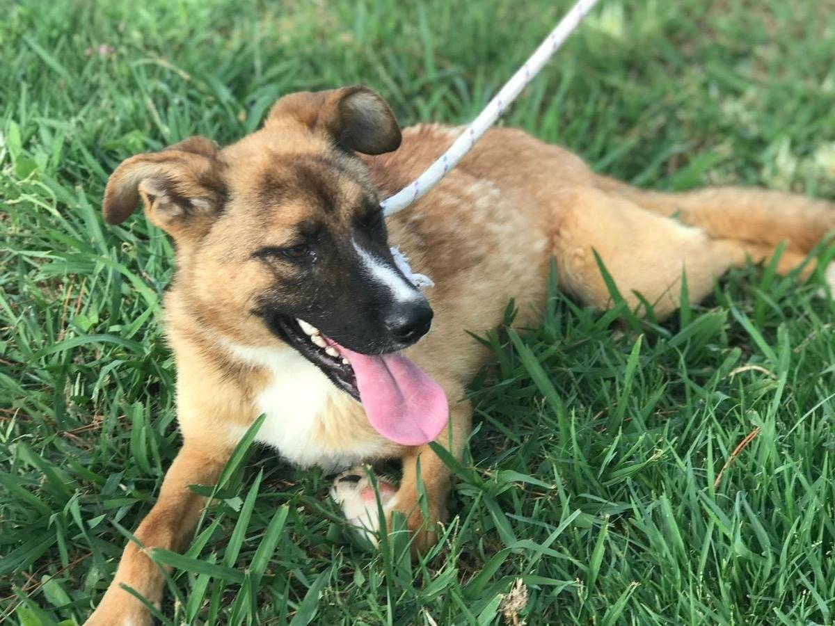 Adotta un cane, taglia media contenuta, maschio, Latina