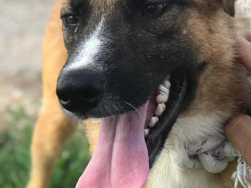 Adotta il cane vulcano a Latina
