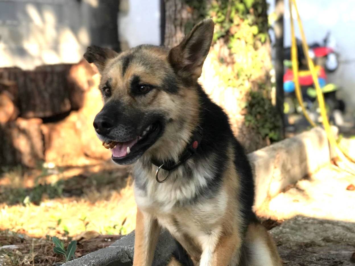 Adotta un cane, maschio, 3 anni e 2 mesi, Latina