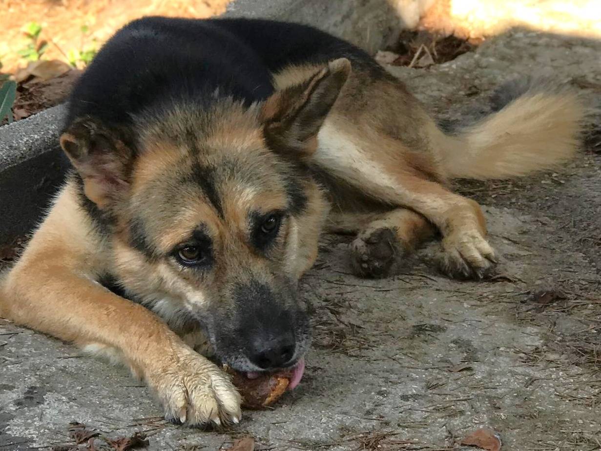 Adotta un cane, taglia grande, maschio, Latina