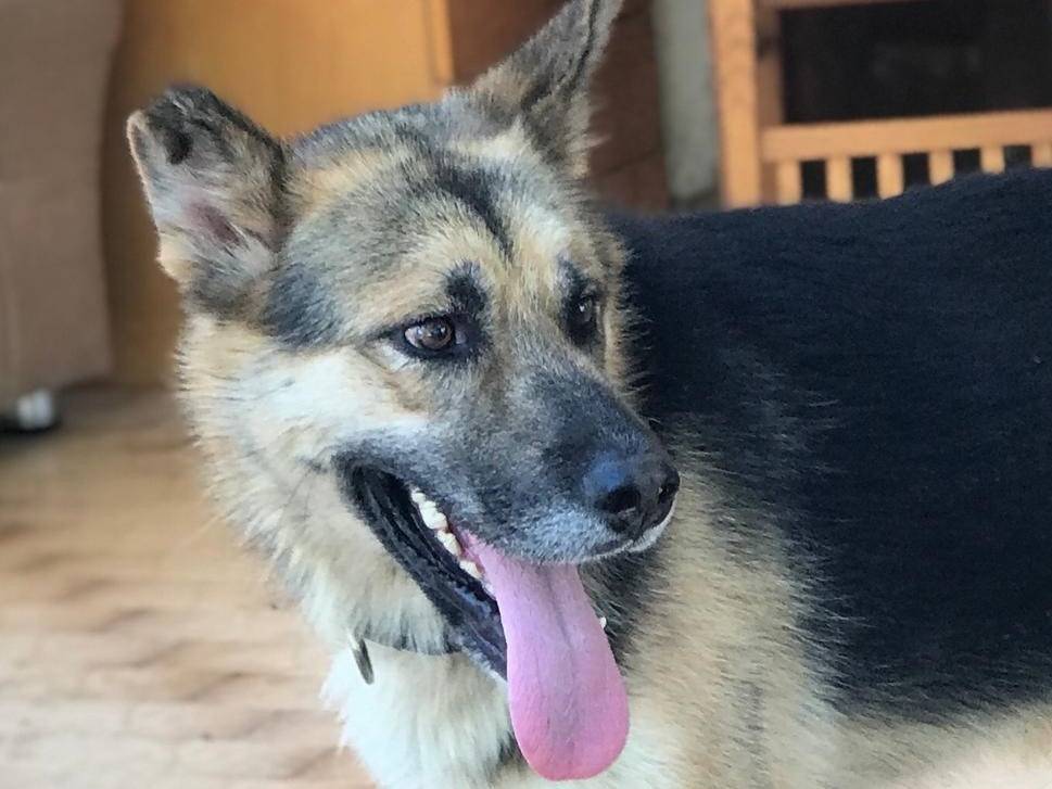 Vuoi adottare un cane a Latina?