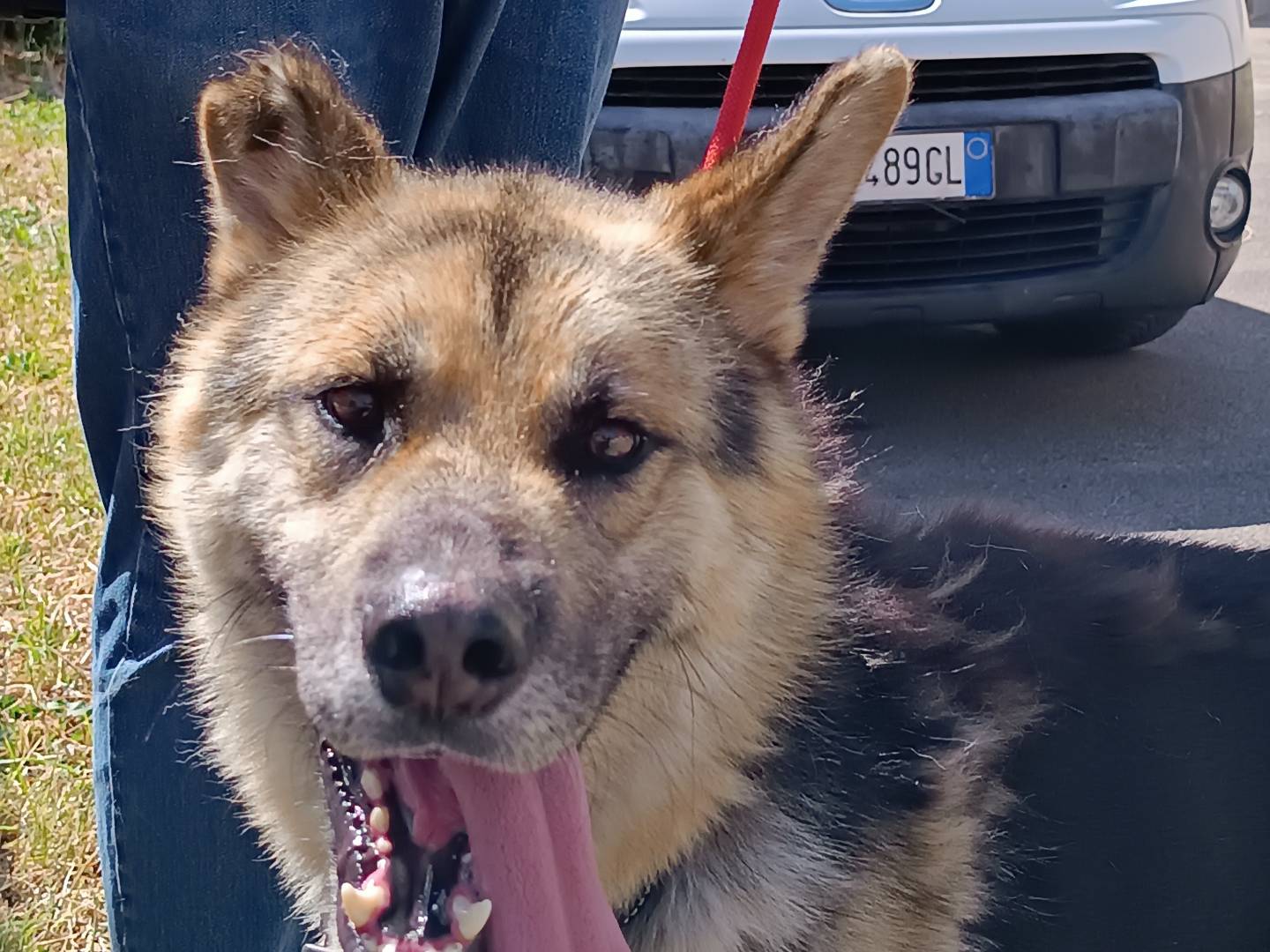 Adotta il cane WHISKY a Latina