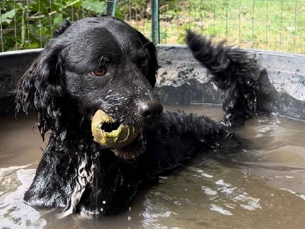 Adotta un cane, maschio, 3 anni  e 8 mesi , Roma