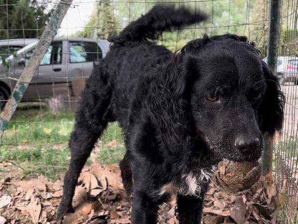 Adotta un cane, taglia media, maschio, Roma