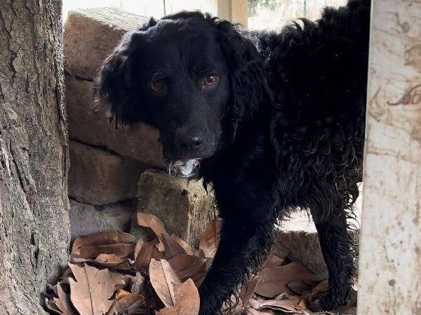 Adotta il cane PONGO  a Roma
