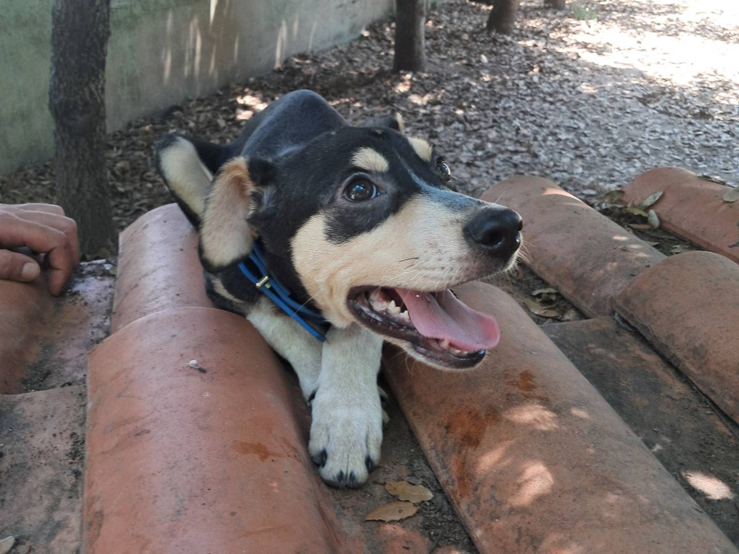 Adotta un cane, maschio, 1 anno e 2 mesi , Caserta