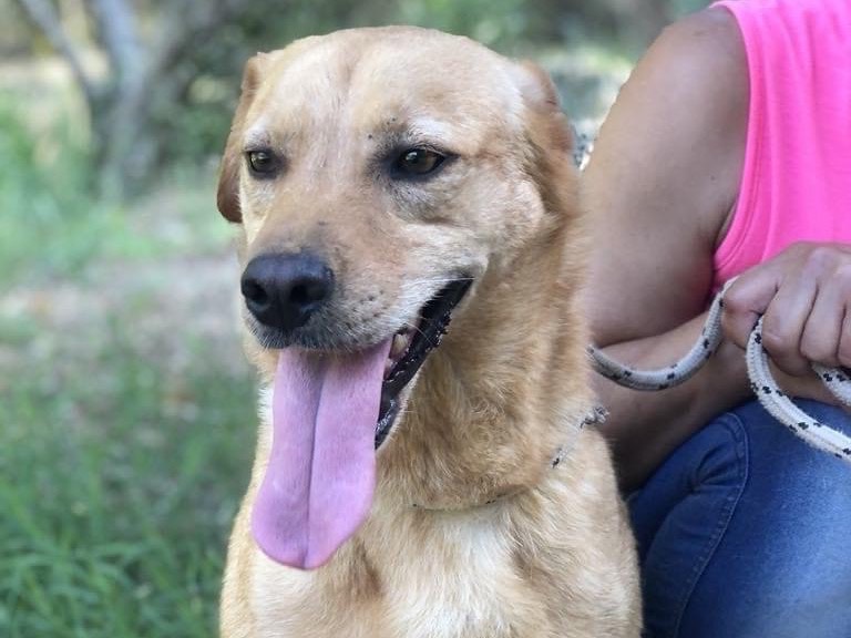 Adotta un cane, maschio, 3 anni  e 11 mesi , Latina