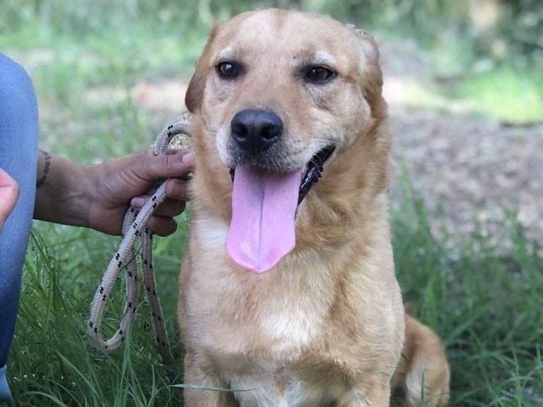 Vuoi adottare un cane a Latina?