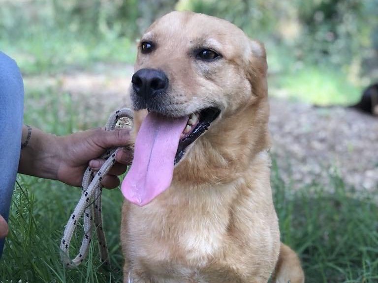 Adotta il cane Leopold a Latina