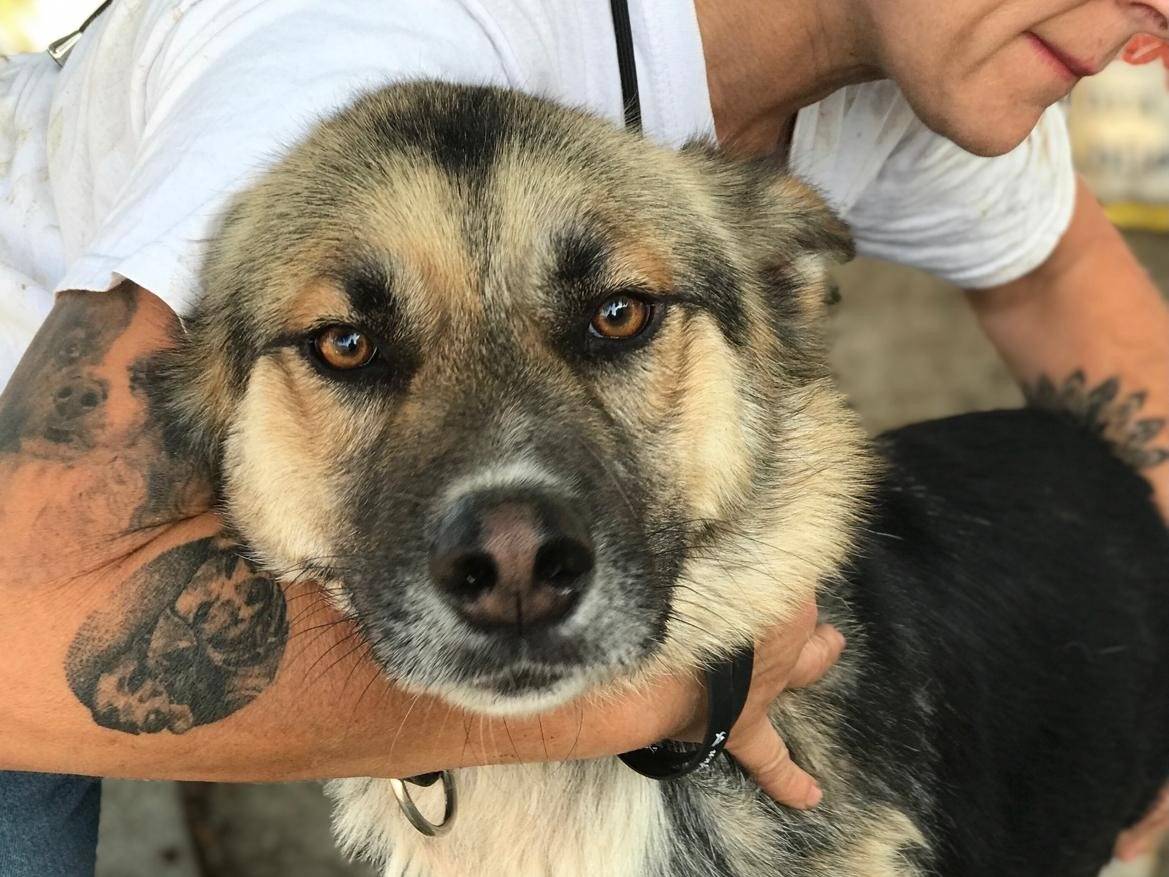 Adozione cane, maschio, Pastore tedesco, 2 anni  e 9 mesi , taglia grande, Latina
