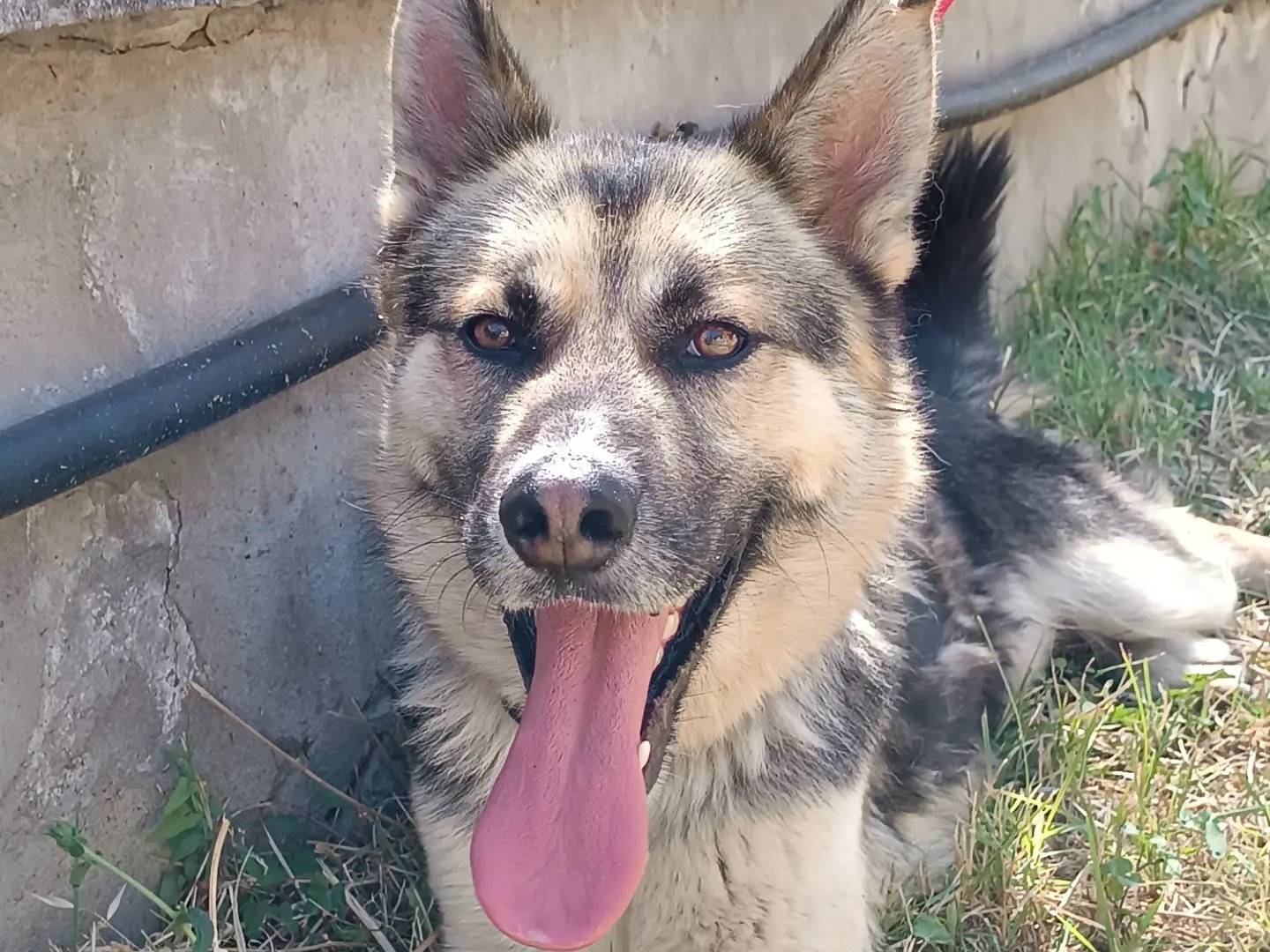 Adotta un cane, taglia grande, maschio, Latina