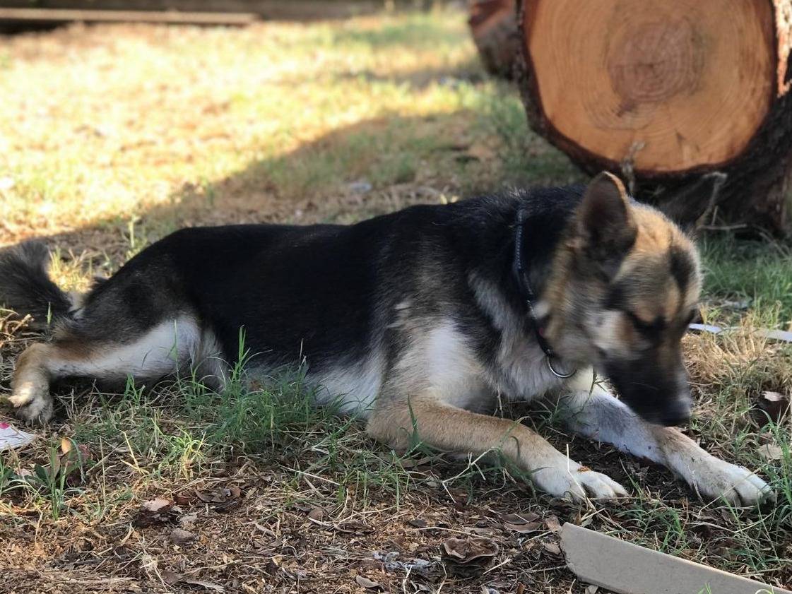 Vuoi adottare un cane a Latina?