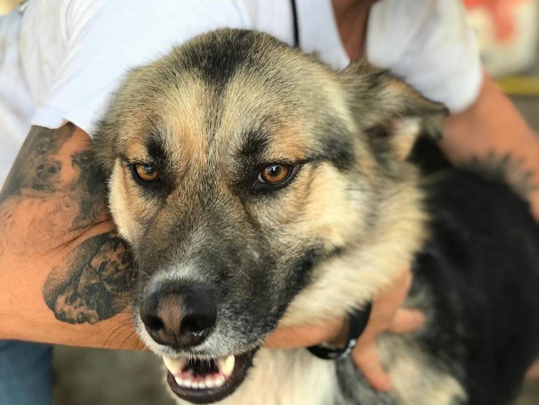 Adotta il cane OTTO a Latina