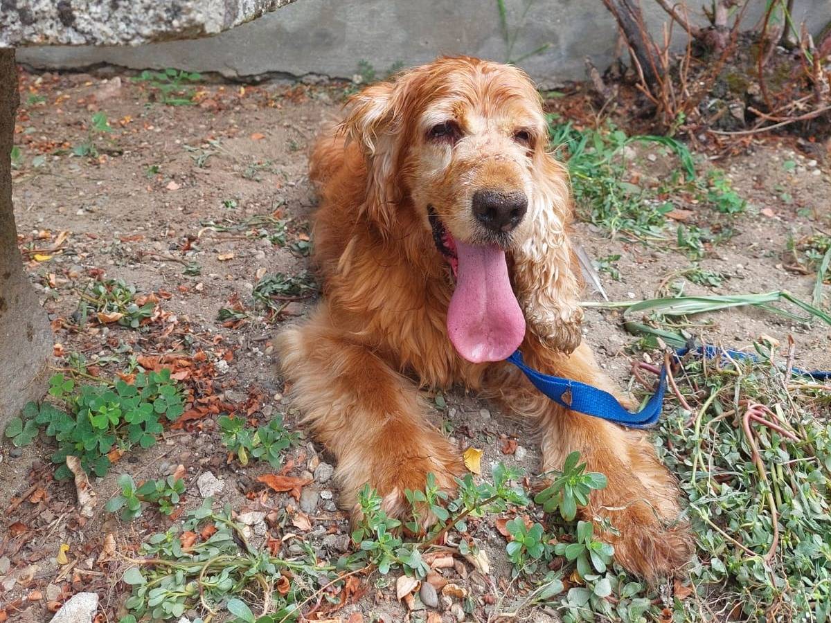 Adozione cane, femmina, Cocker Spaniel, 11 anni  e 2 mesi , taglia media contenuta, Pavia