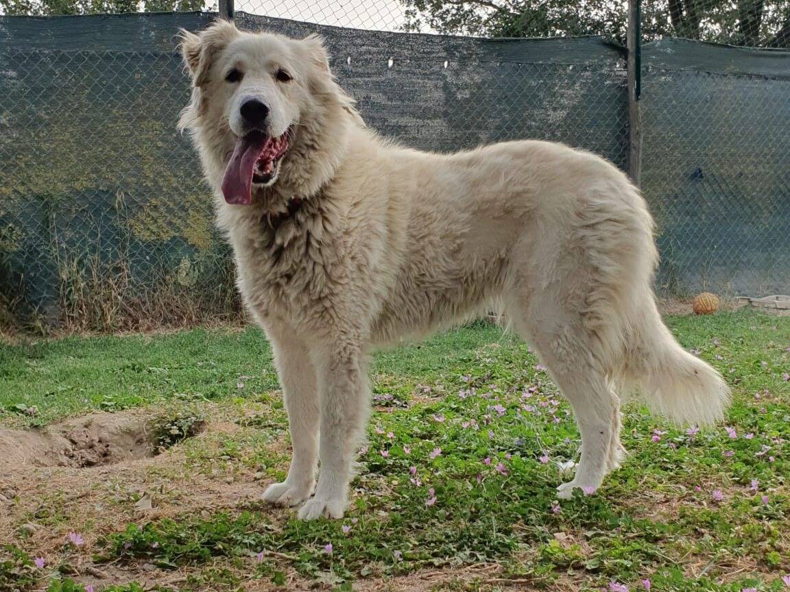 Adotta un cane, femmina, 5 anni  e 5 mesi , Roma