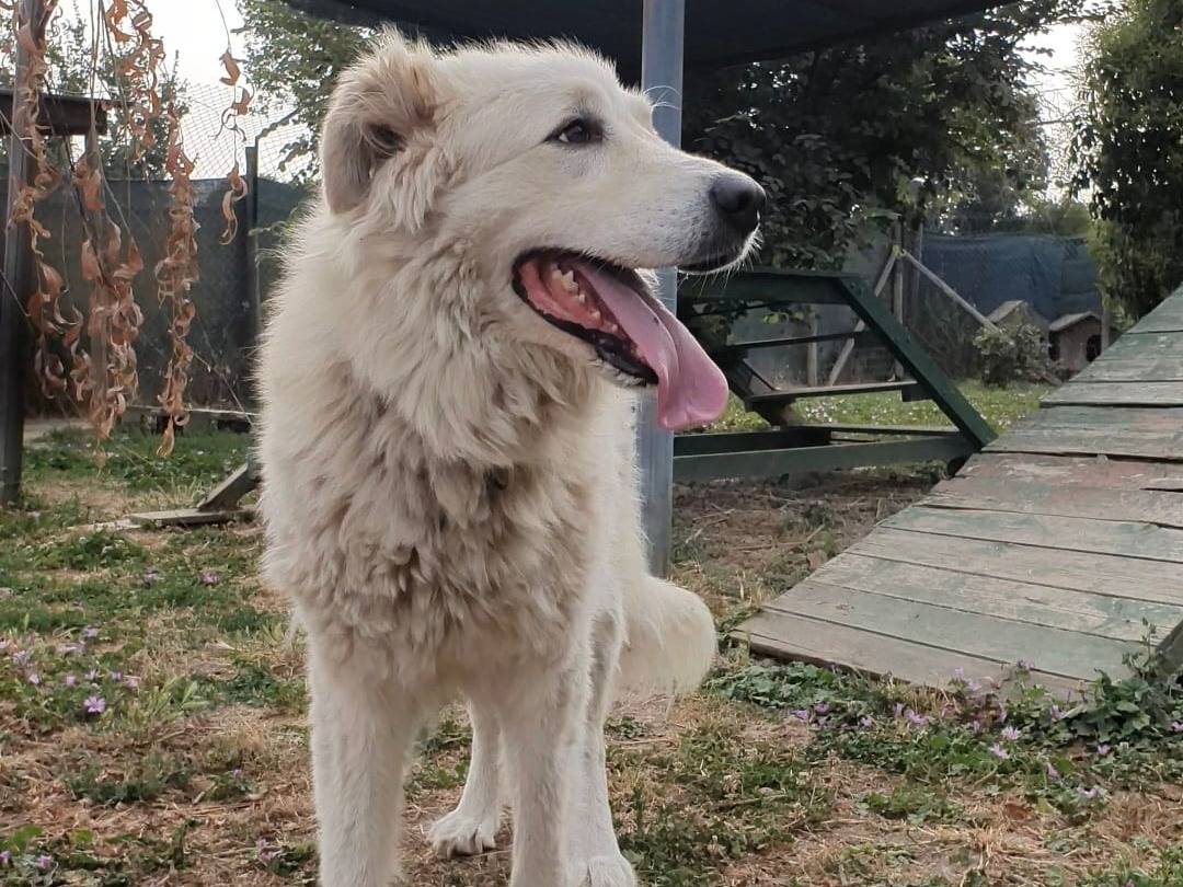 Adotta un cane, taglia grande, femmina, Roma