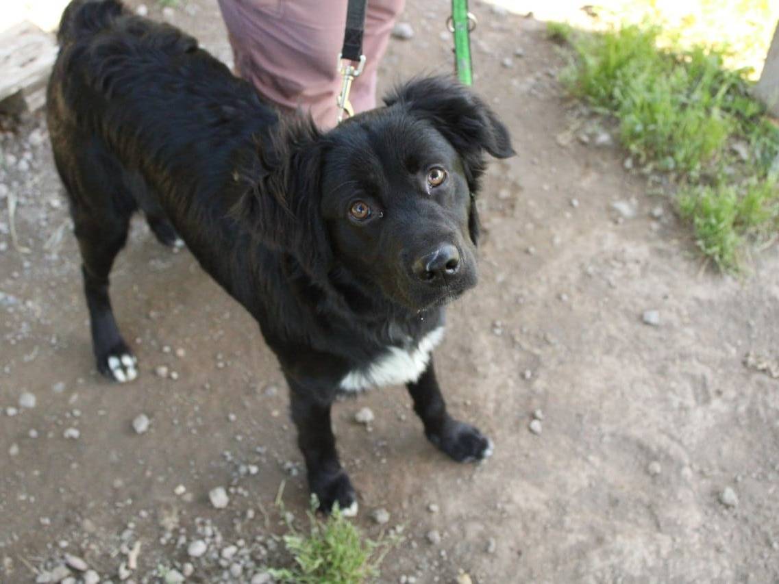 Adotta un cane, taglia media contenuta, maschio, Roma