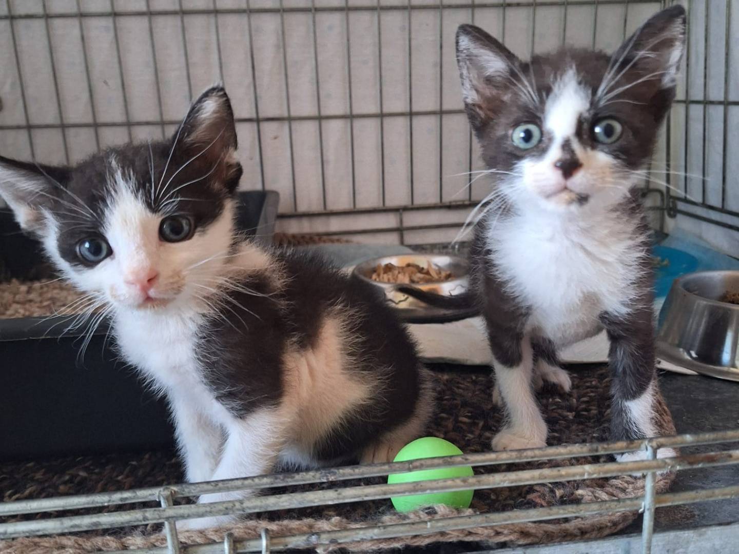 Adozione gatto, maschio, meticcio, 10 mesi, taglia non valida, Rimini