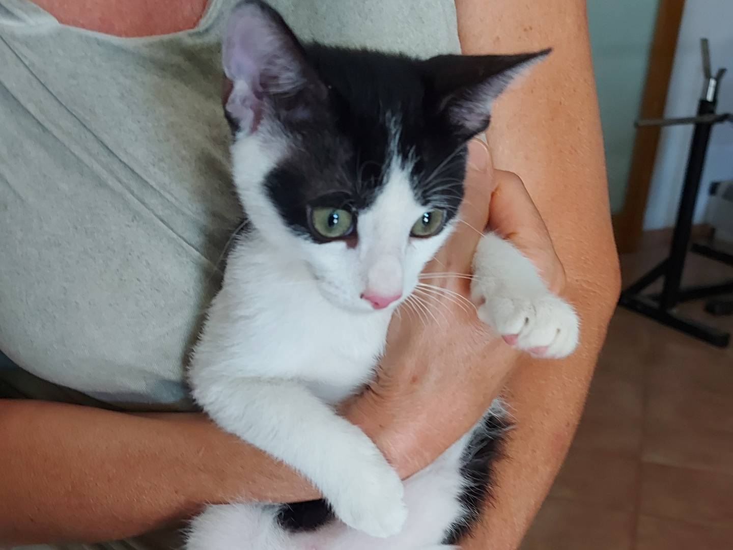 Adotta un gatto, maschio, 10 mesi, Rimini