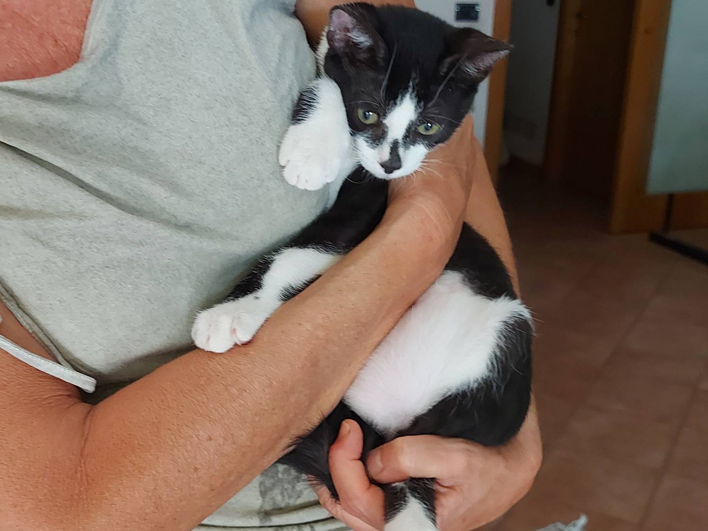 Adotta un gatto, taglia non valida, maschio, Rimini