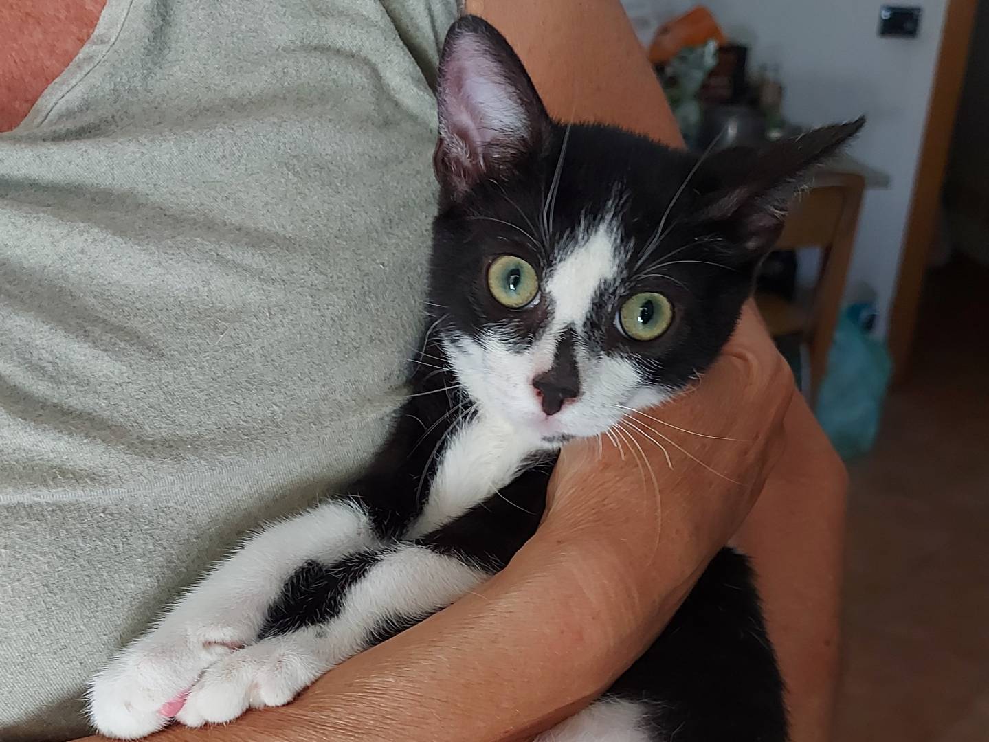 Vuoi adottare un gatto a Rimini?