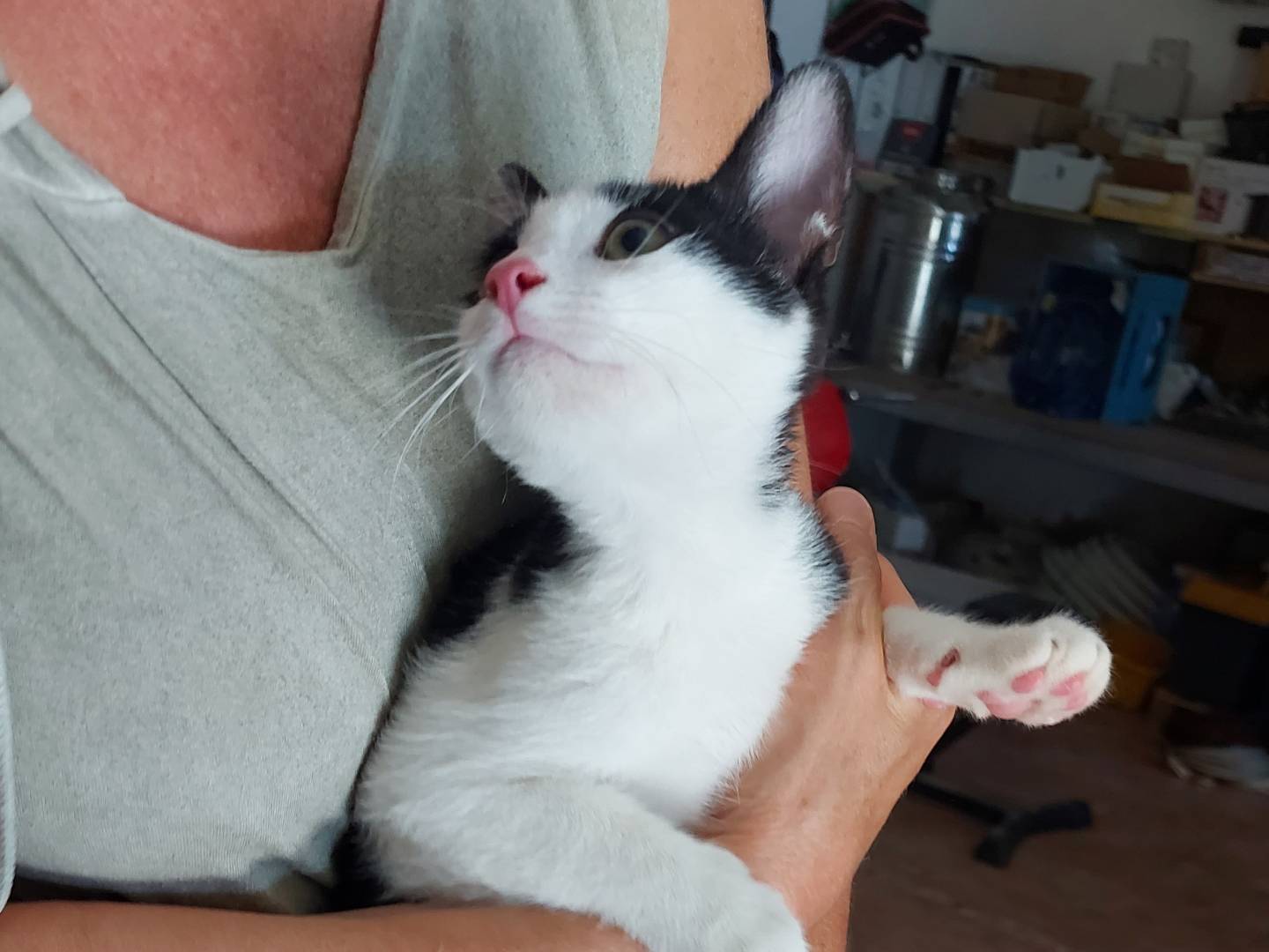 Adotta il gatto Fred a Rimini
