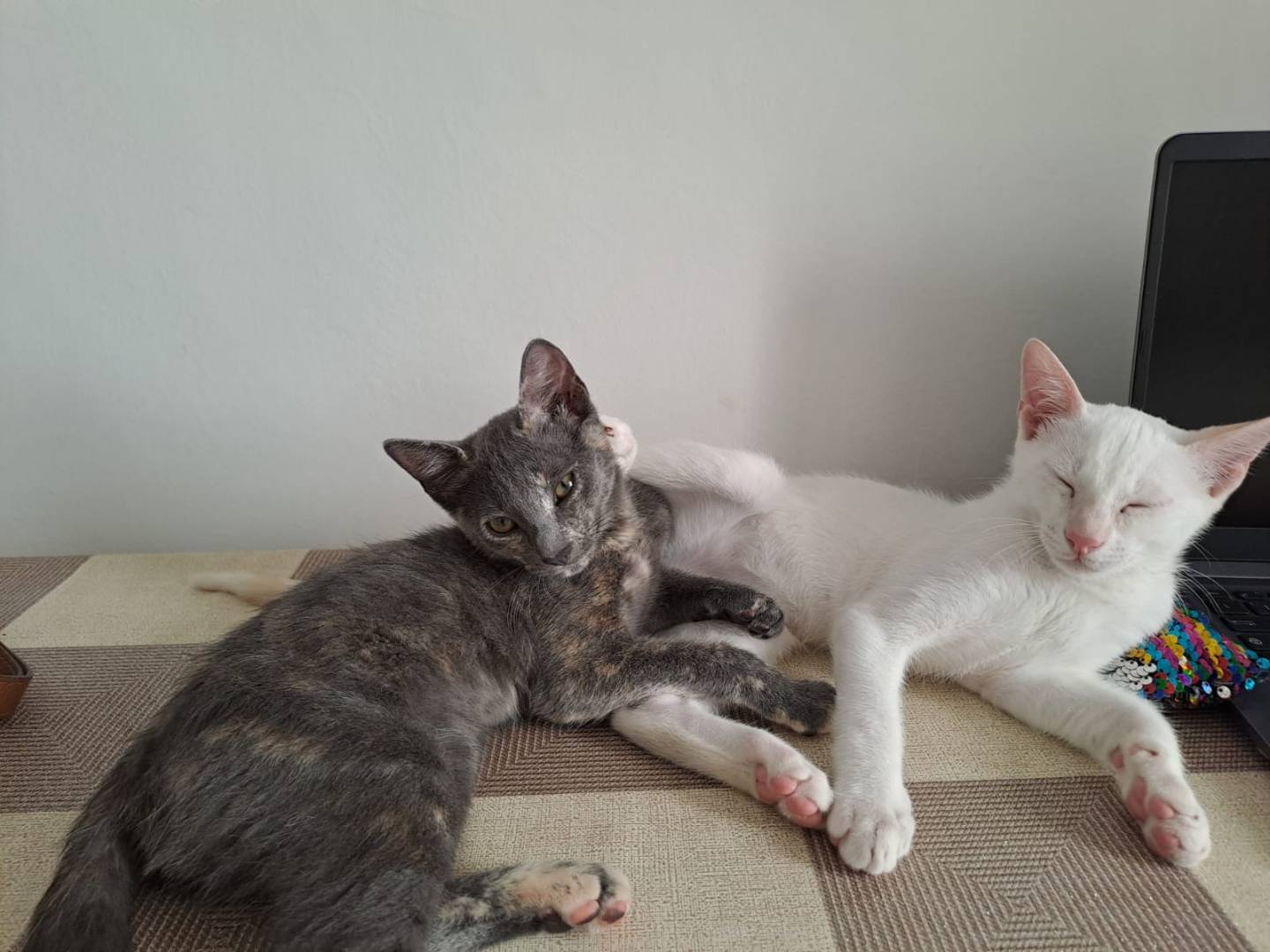 Foto dell'animale