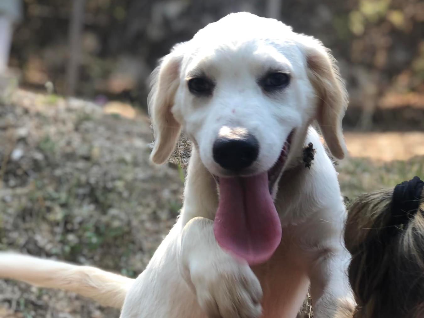 Adotta un cane, femmina, 1 anno e 1 mese, Latina