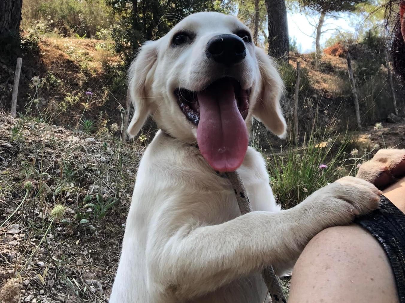 Adotta un cane, taglia media, femmina, Latina