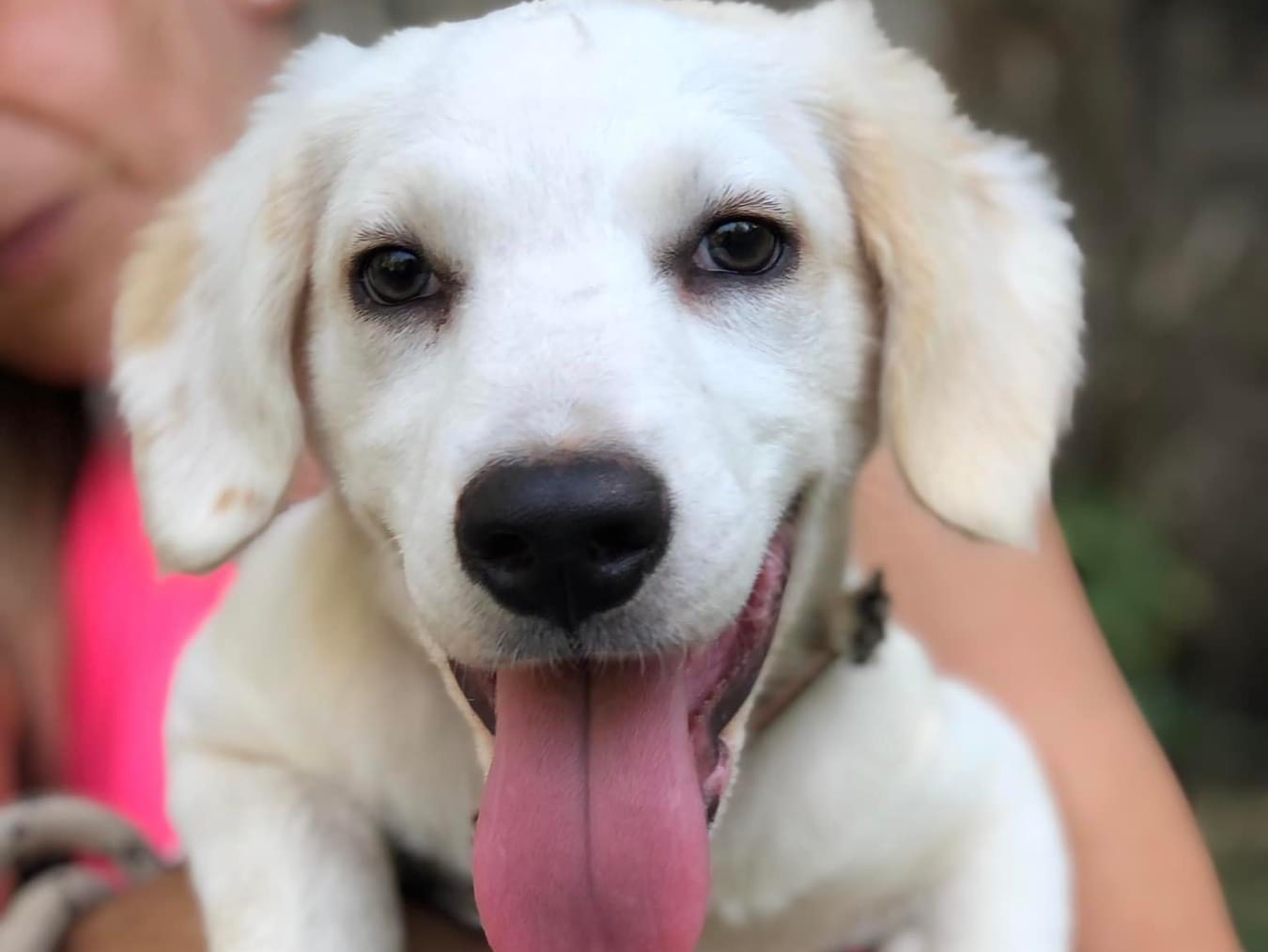 Vuoi adottare un cane a Latina?