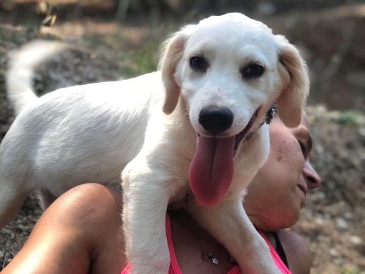 Adotta il cane Papaya a Latina