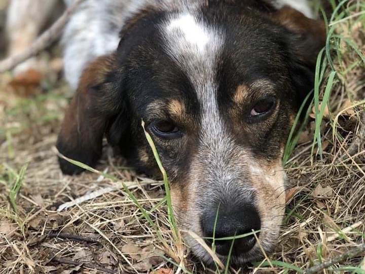 Foto dell'animale
