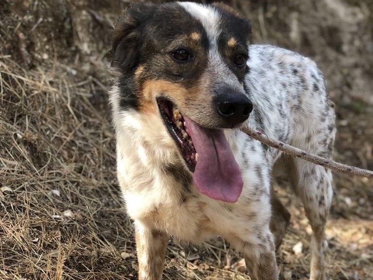 Adotta un cane, maschio, 9 anni  e 1 mese, Latina