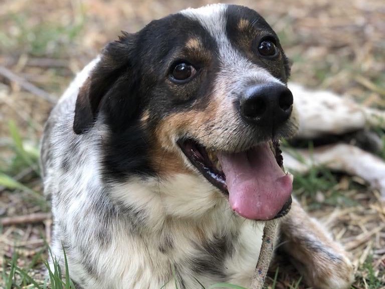 Adotta un cane, taglia media, maschio, Latina