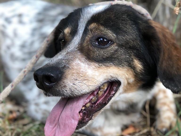 Vuoi adottare un cane a Latina?