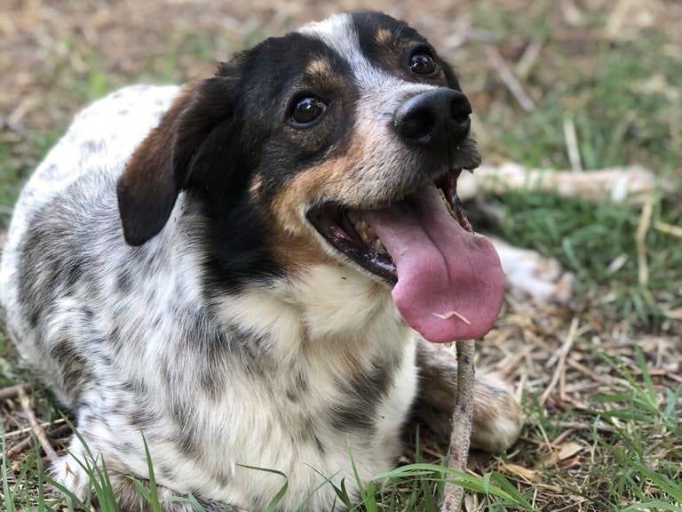 Adotta il cane Carlos a Latina