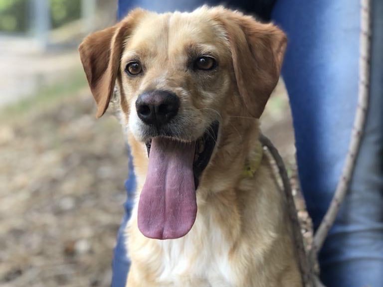 Adotta un cane, maschio, 6 anni  e 6 mesi , Latina