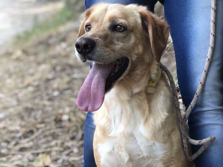Adotta un cane, taglia media, maschio, Latina